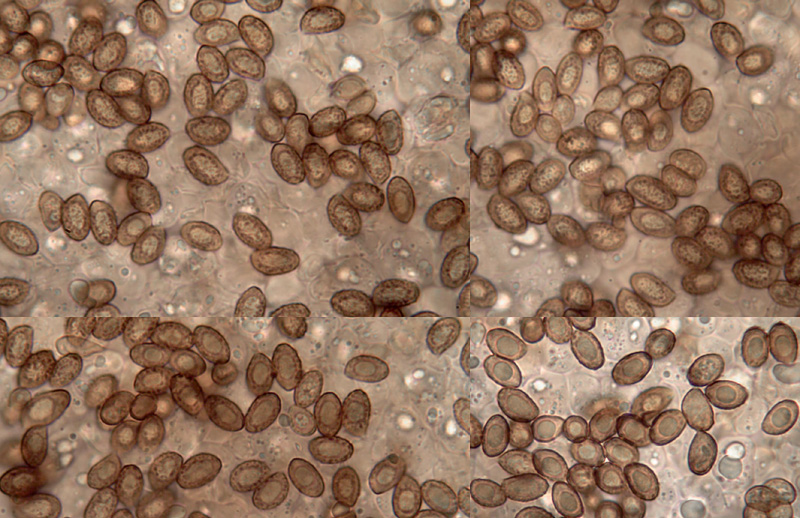 Cortinarius quercoflocculosus